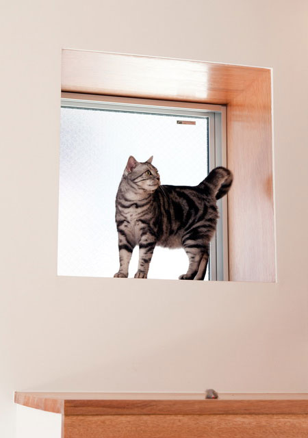 在日本,什么样的房子适合宠物猫生活(图8)