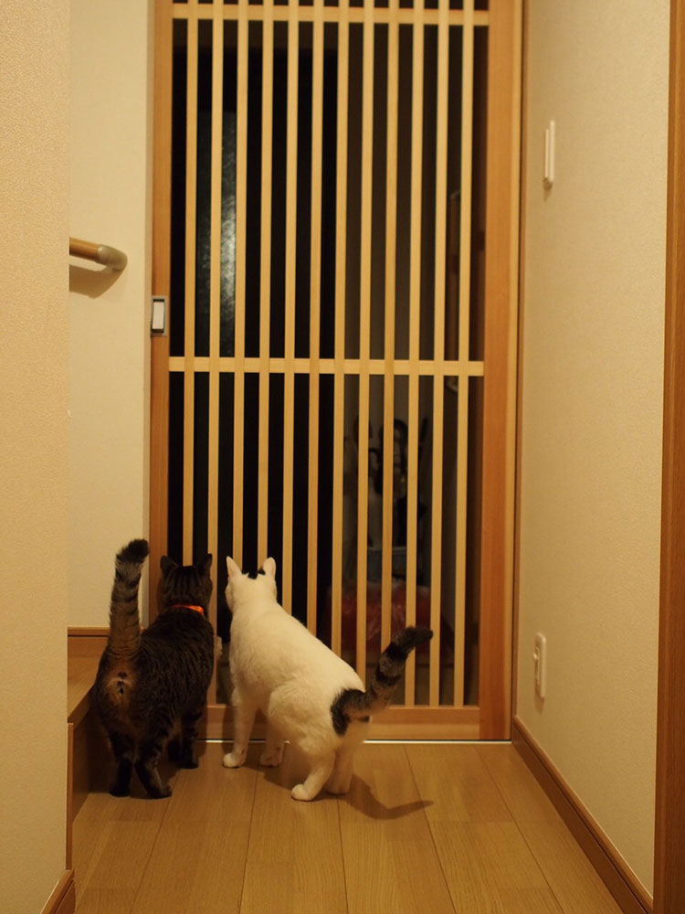 在日本,什么样的房子适合宠物猫生活(图13)
